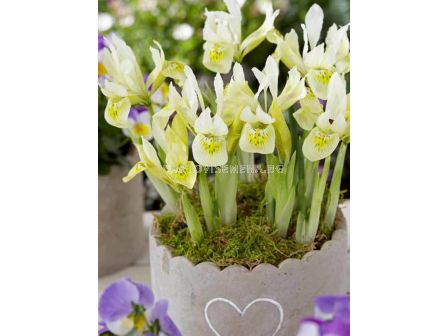 Ирис Katharines Gold/ 1 бр