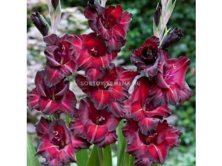 Гладиол/ GLADIOLUS Black Star - 1 бр.