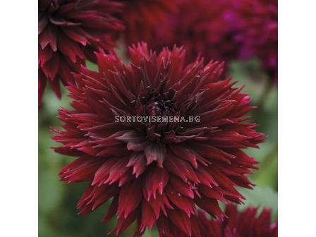 Далия 'Black Touch/ Dahlia fimbriated - 1 брой