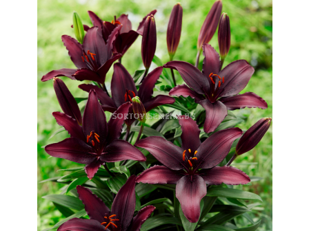 Лилиум Blacklist/ Lilium asiatic - 1 брой