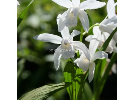 Земна орхидея /Bletilla striata 'Alba'/ 1 бр