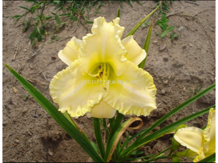 Хемерокалис Big Blonde/ HEMEROCALLIS - 1 брой 