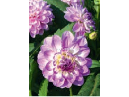 Далия Blue Wish/ Dahlia decorative - 1 брой