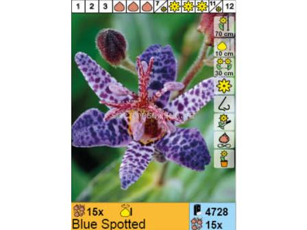 Трициртис Blue Spotted/ Tricyrtis - 1 опаковка - 3 броя