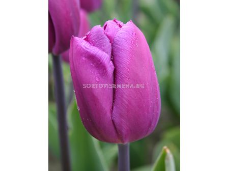 Лале / Tulip triumph Blue Beauty 11/12