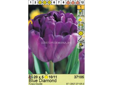 Лале/ Tulipa Blue Diamond - пакет: 1 оп. - 5 бр.