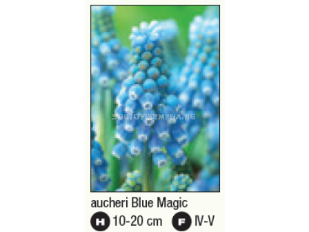 Мускари/ Muscari aucheri Blue Magic - 1 бр. - 2