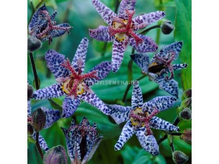 Трициртис / Tricyrtis Blue Spotted / 1 бр