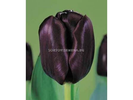 Лале Blackjack - 1 бр