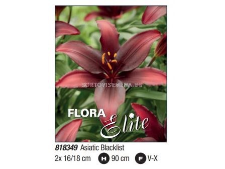 Лилиум asiatic Blacklist - Пакет: 1 оп. - 2 бр.