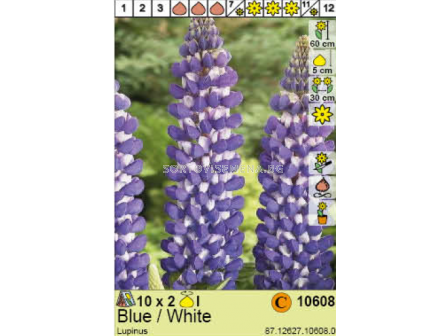 Лупина Blue/White - 2 бр