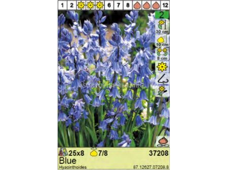 Лъжезюмбюл / Hispanica Blue - пакет: 1 оп.- 8 бр.