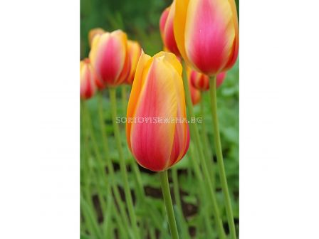 Лале/ Tulip single late Blushing Beauty - 1 бр. - 1