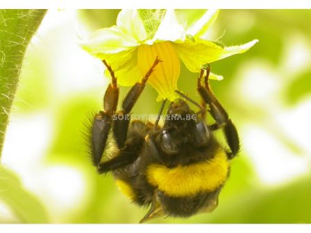 Бомбуси - мини кошер - 1 брой - 2