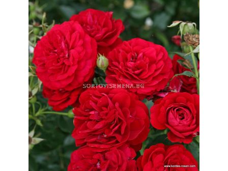 Роза Bordeaux - 1 брой - 3