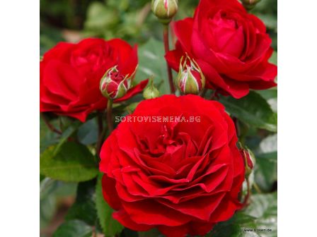 Роза Bordeaux - 1 брой - 4