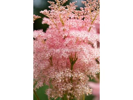 Обикновено орехче / Filipendula Venusta / 1 бр