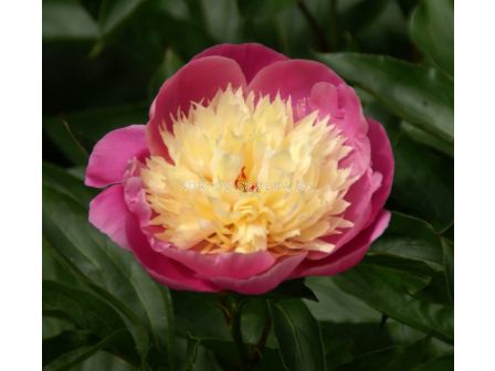 Божур  Bowl of Beauty - Peony Bowl of Beauty