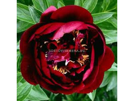 Божур (Peony) Buckeye belle 