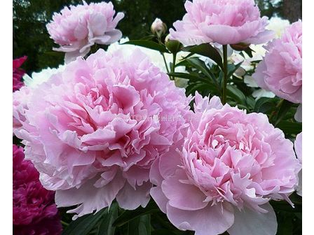 Божур (Peony) Nacy Nora (ароматен)