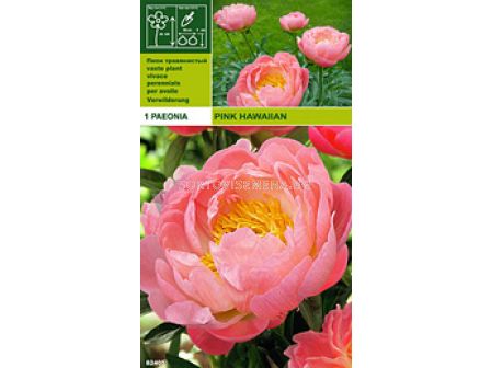 Божур (Peony) Pink Hawaiian (aromatic)