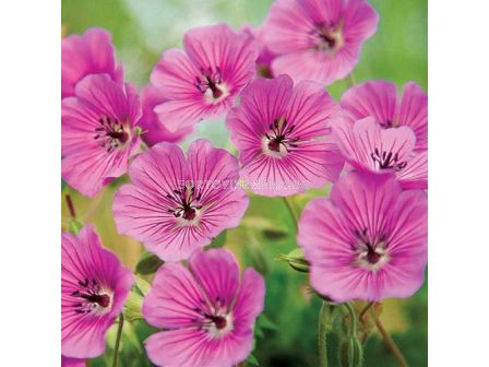 Здравец / Geranium Barnsley / 1 бр  - sortovisemena.bg Здравец / Geranium Barnsley / 1 бр