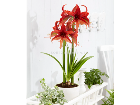 Амарилис Bogota/ spider  - 1 брой