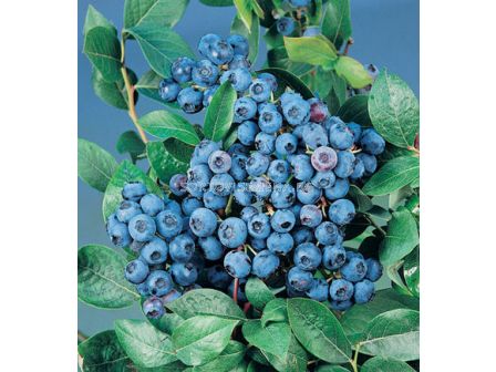 Боровинка (Vaccinium Corymbosum Bluecrop)