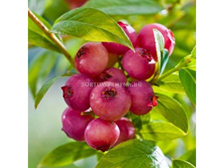 Боровинка (Vaccinium Corymbosum Pink Lemonade)