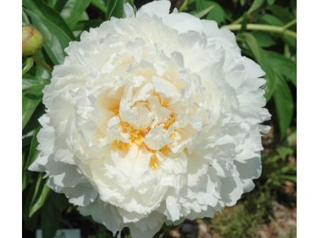 Божур/ LACTIFLORA Bowl Of Cream - 1 бр. - sortovisemena.bg Божур/ LACTIFLORA Bowl Of Cream - 1 бр.