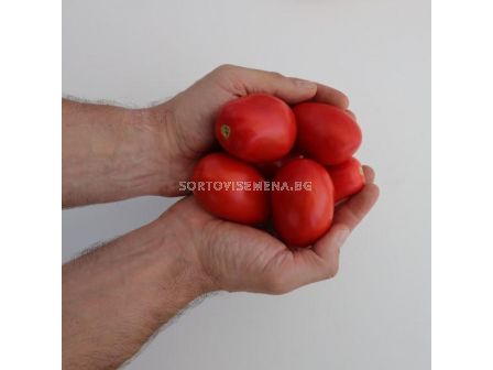 Семена домат BQ400 консервен - 25 000 семена - 1