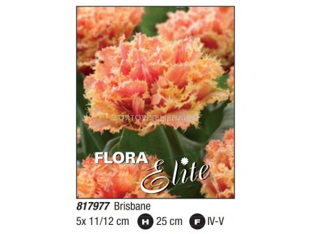 Лале/ Tulipa fringed double Brisbane - Пакет: 1 оп. - 5 бр.