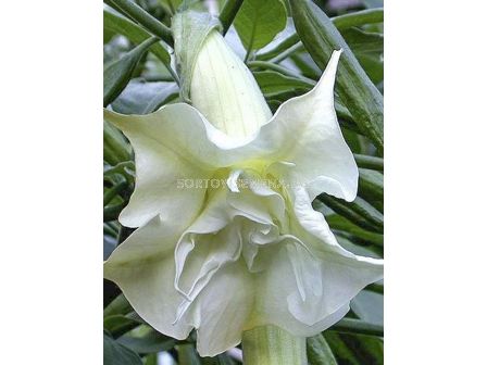 Бругманзия (Brugmansia Double Angel's) – бяла	