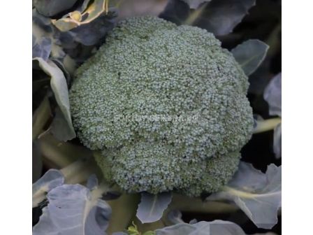 Семена броколи HAPA F1 /ZKI/  - 2500 семена