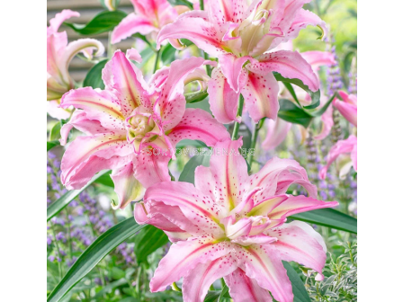 Лилиум oriental  Broken Heart - 1 брой - sortovisemena.bg Лилиум oriental  Broken Heart - 1 брой