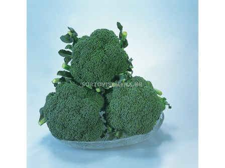 Семена Броколи Сакура F1 - Broccoli Sakura F1