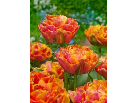 Лале Royal Centennial/ 11/12