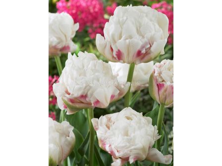 Лале /Tulip Ice Wonder / 11/12