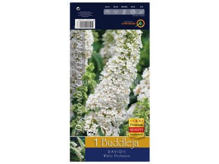 Будлея - бяла - Buddleja white