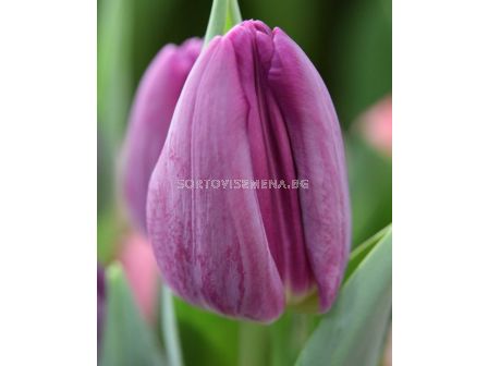 Лале /Tulip Bullit/ 11/12
