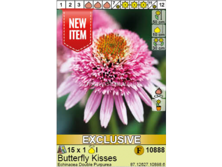 Ехинацея Butterfly Kisses/ Echinacea Double Purpurea - 1 брой