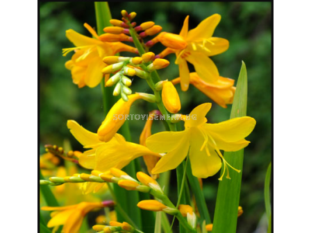 Крокосмия Buttercup/ Crocosmia crocosmiiflora - 1 брой