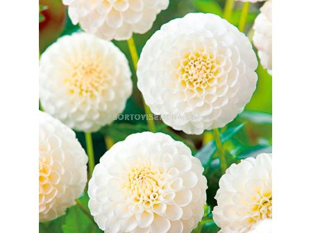 Далия помпон бяла / Dahlia pompon Snowflake / 1 оп ( 1 бр )