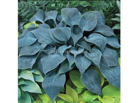 Хоста  Bullet Proof -  1 брой