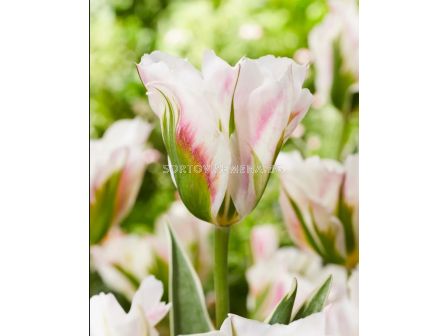 Лале/ Tulip viridiflora Blushing Artist - 1 бр.