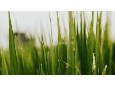 Пакет: Глобазтар + Буз ултра - 10л+4кг