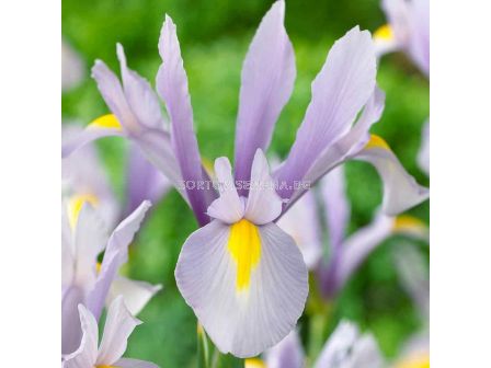 Ирис светлосин / Iris dutch 'King Mauve' / 