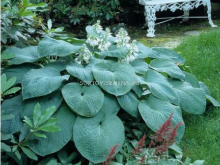 Хоста / Hosta Sieb. Elegans/ 1 бр