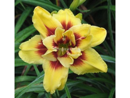 Хемерокалис / Hemerocallis Mount Helena / 1 бр