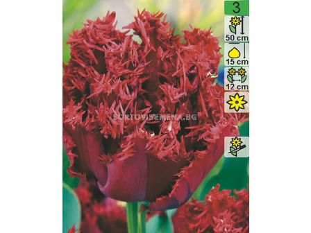 Лале Crispion Dark 1 бр